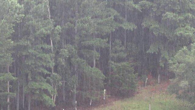 Landscape with pine forest in the rain.
