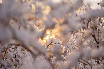 snow covered branches