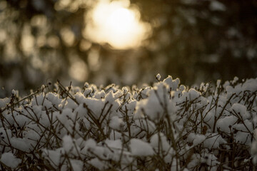 branches in the snow