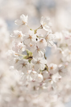 sakura cherry tree blossom in pink and white in spring