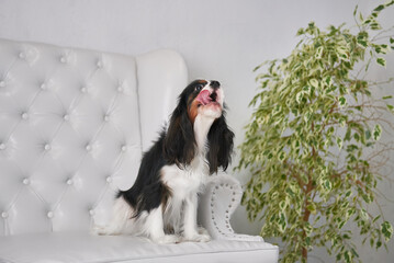 Tricolor Cavalier King Charles Spaniel sits on the couch and licks his lips