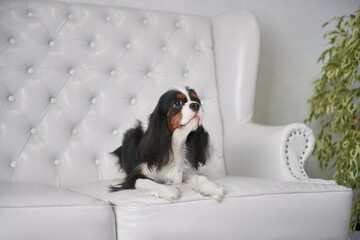 Tricolor Cavalier King Charles Spaniel lies on the sofa in the living room