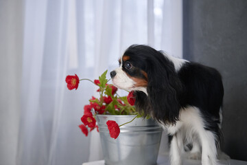 Tricolor Cavalier King Charles Spaniel standing next to bouquets of poppies