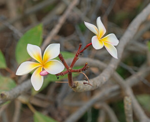 white magnolia flower blooming