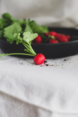 Frische Radieschen Ernte aus dem Garten
