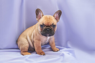 Fawn french bulldog puppy close-up