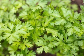Fototapeta na wymiar Fresh organic green parsley leaves in garden background. Close-up of greenery plantation. Healthy eating, natural food