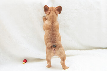 French bulldog puppy stands on its hind legs, back view