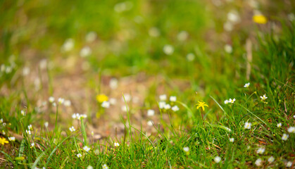 Spring Meadow Flower Snowdrop as a Symbol of Spring and Heat February and March Spring Holidays toned in pastel colors March 8 Text for text.