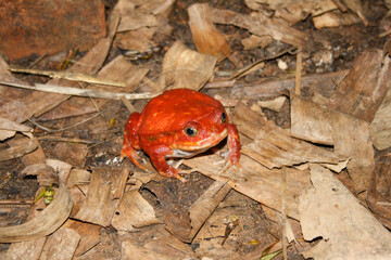 Tomato Frog (Dyscophus antongilii) of madagascar