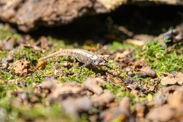 Chameleon gecko Madagascar, small