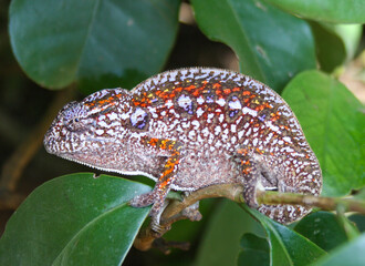 chameleon of madagascar