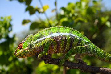 Green Panther Chameleon on a tree (Furcifer pardalis) in Madagascar - close-up, portrait