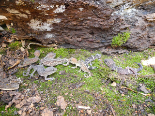Madasgascar wildlife geckos