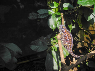 chameleon of madagascar