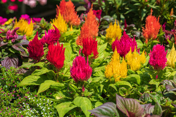 Decorative bushes of bright red, pink and yellow celosia flowers