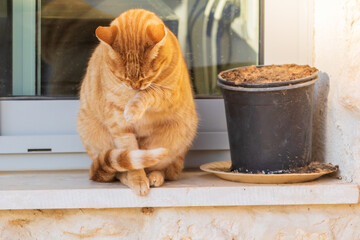 Ginger cat cleaning paw on a window