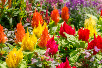 Obraz na płótnie Canvas The bushes of decorative bright red, pink and yellow celosia flowers