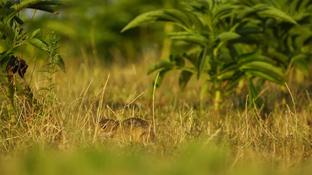 European Ground Squirrels in Romania, 2022