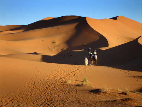 Kamele im Erg Chebbi