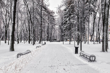 Winter park with trees, cameoes and pavement covered with snow after a snowfall.