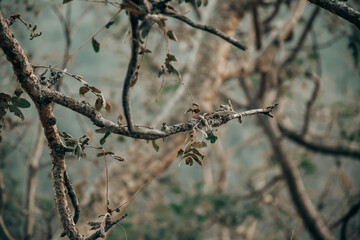 leaves in the garden
