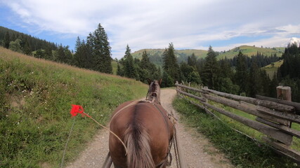 Horse pulls old authentic chaise on dirt path on in Carpathian mountains. POW back of horse....