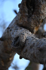 leaves in the garden