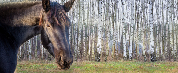 Black horse head portrait in nature on a background of birch trees. Banner with place for text