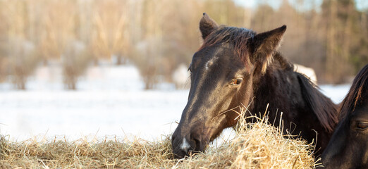 Horse and hay. A young black horse is eating hay close-up. Banner with place for text. Background © Ella