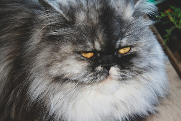 Naklejka na ściany i meble Domestic gray cat of Persian breed, indoors, close-up