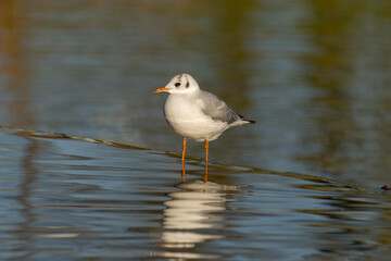 Black-headed gull, Chroicocephalus ridibundus