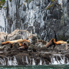 Sea lions and seals of Kamchatka. Kamchatka Peninsula, Russia	