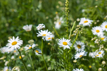 daisies flowers - close up - soft focus