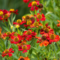  blooming red Echinacea flowers in the garden