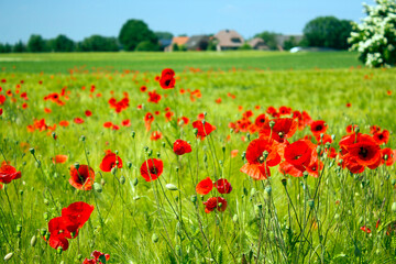 in the meadow - wild poppy flowers