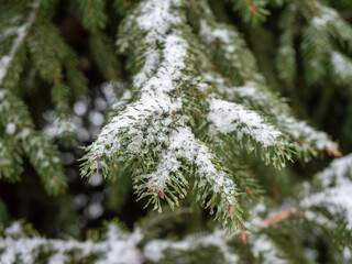 snow covered pine needles background