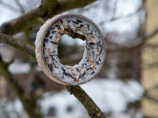 bird food in the garden winter
