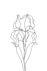 Fototapeta na wymiar Monoline art of iris flower