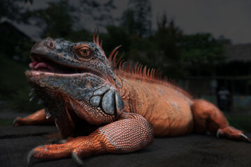 close-up red iguana on the tree