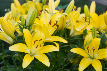 Obraz premium Lilies are yellow. Beautiful large flowers. Close-up. Flowerbeds in the garden. Copyspace.