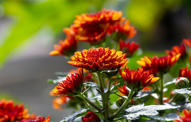 Close up of yellow-orange chrysanthemums flowers