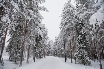 Winter road in the forest.
