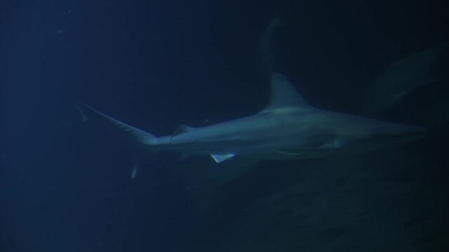 Large shark and other fishes in the deep under water, sea fish in zoo aquarium, close up