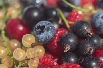 Various garden berries close-up. Blurred foreground. Blur and selective focus. Full frame