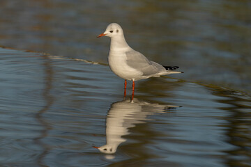 Black-headed gull, Chroicocephalus ridibundus