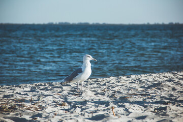 Larus argentatus. Silver gull on the seashore. Gull