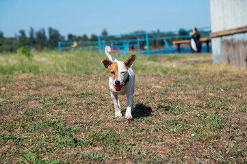 Dog on the beach in summer
