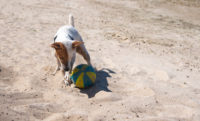 Obraz premium Dog on the beach in summer