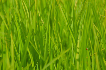 Fototapeta na wymiar Close up of green leaves of the rice plants in the rice paddy during the summer
